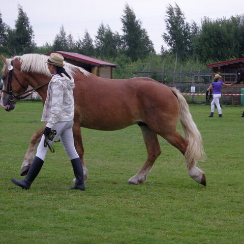 XVII raskeveopäivät 2011