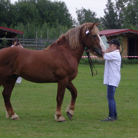 XVII raskeveopäivät 2011