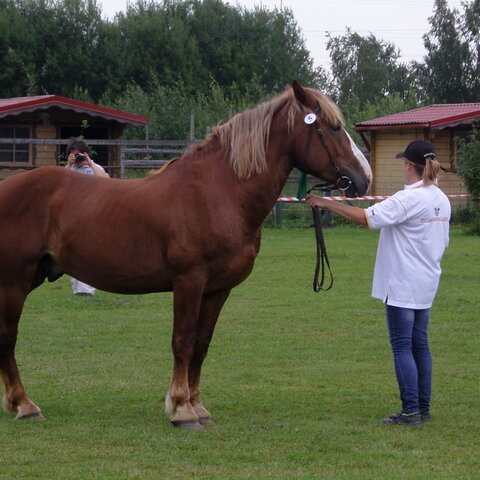 XVII raskeveopäivät 2011